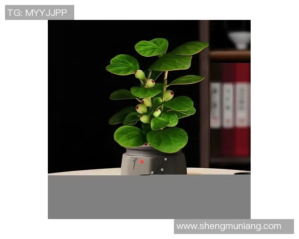 盆栽绿意与生活空间完美融合的创意设计与养护技巧分享